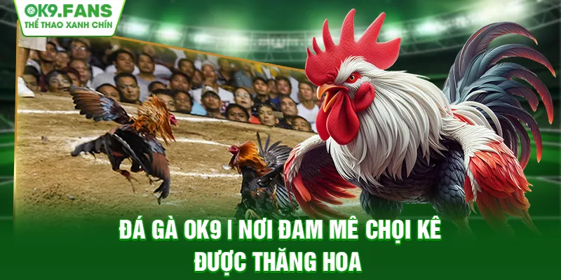 Đá Gà OK9 | Nơi Đam Mê Chọi Kê Được Thăng Hoa
