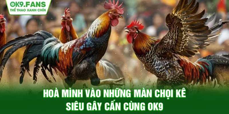 Hoà mình vào những màn chọi kê siêu gây cấn cùng OK9